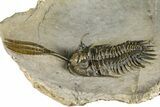 Spiny Trident Walliserops Trilobite - Foum Zguid, Morocco #381462-3